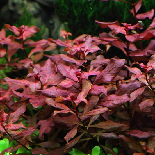 Ludwigia Rubin Red