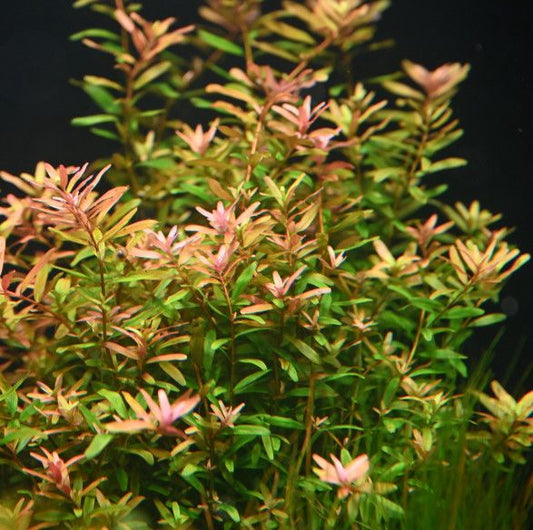 Rotala Rotundifolia Ceylon