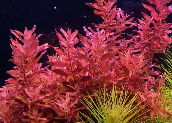 Rotala Macrandra