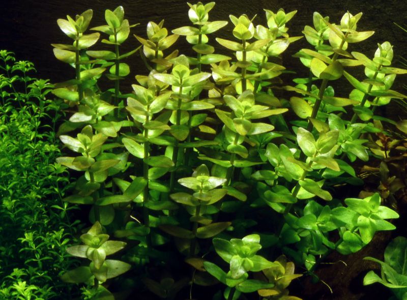 Bacopa Caroliniana – product image 2