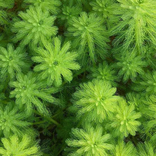 Myriophyllum Aquaticum