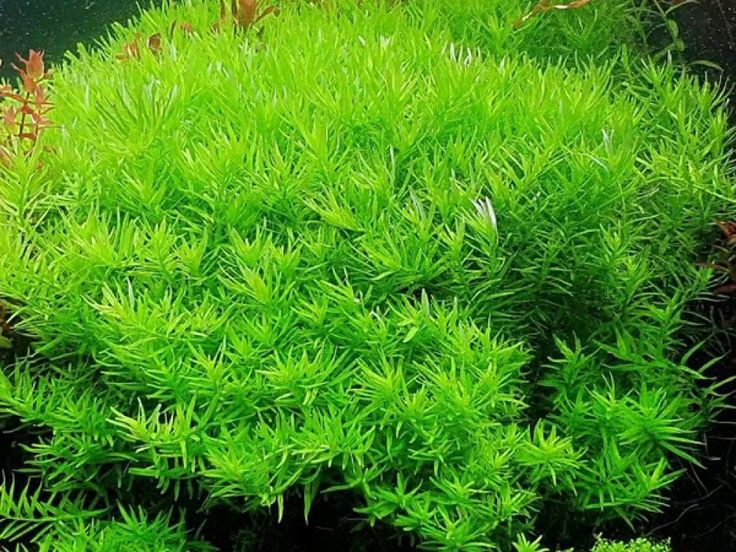 Rotala Rotundifolia Green