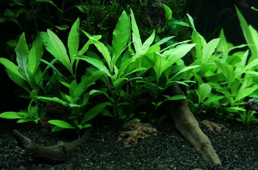Nomaphila Stricta