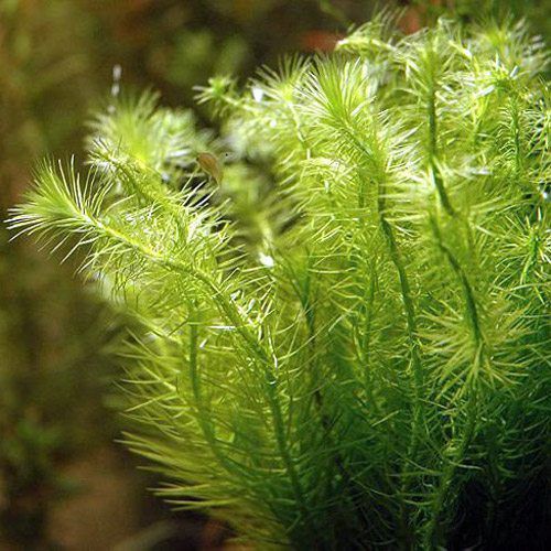 Mayaca Fluviatilis