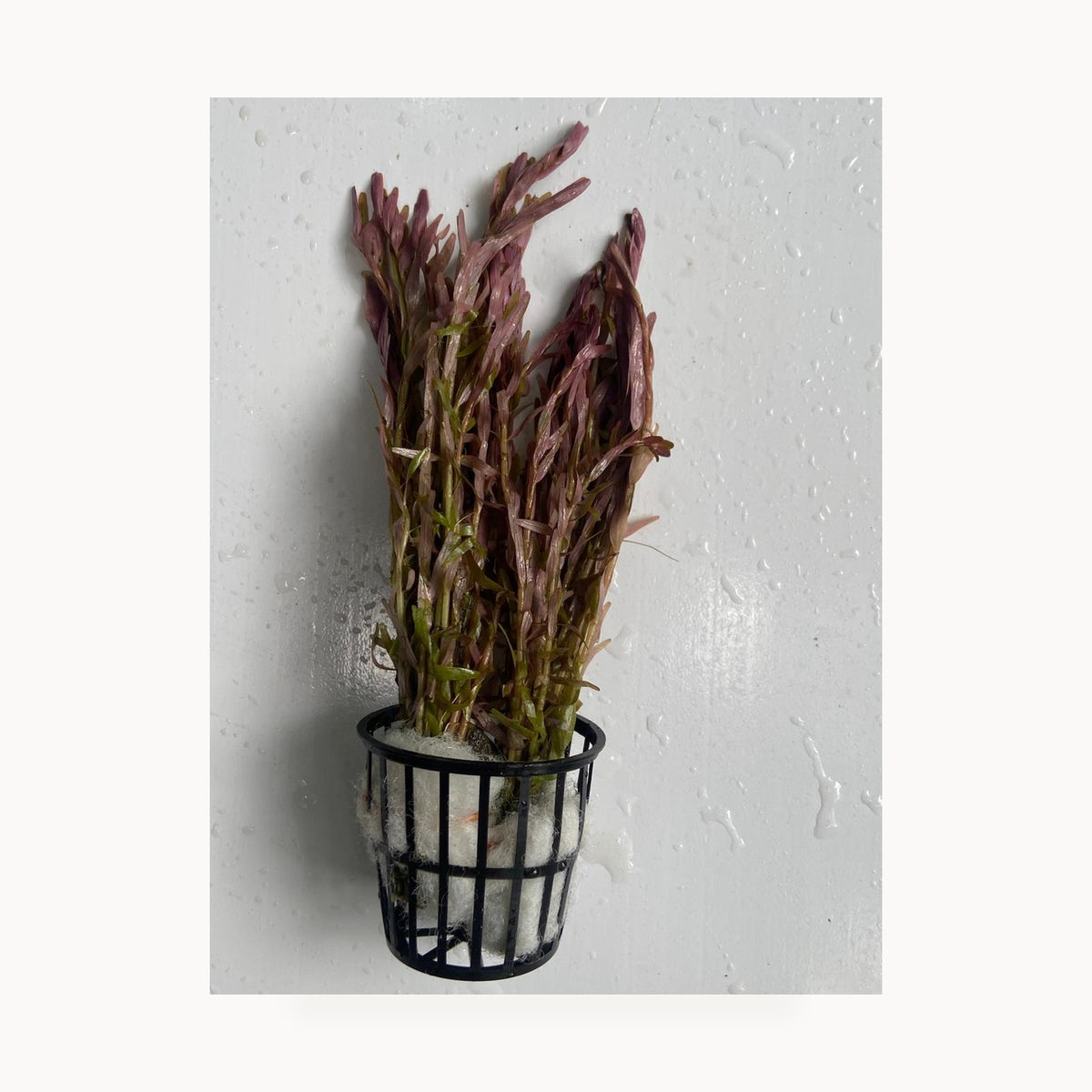 Rotala Orange Juice – standardized square product image