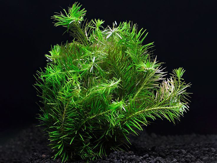 Rotala Nanjenshn
