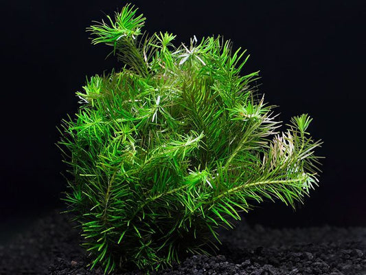 Rotala Nanjenshn