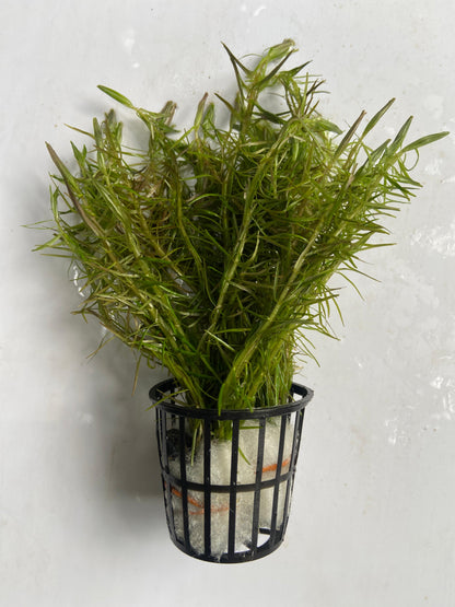 Rotala Nanjenshn