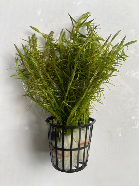 Rotala Nanjenshn