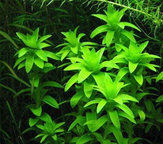 Tonina Fluviatilis