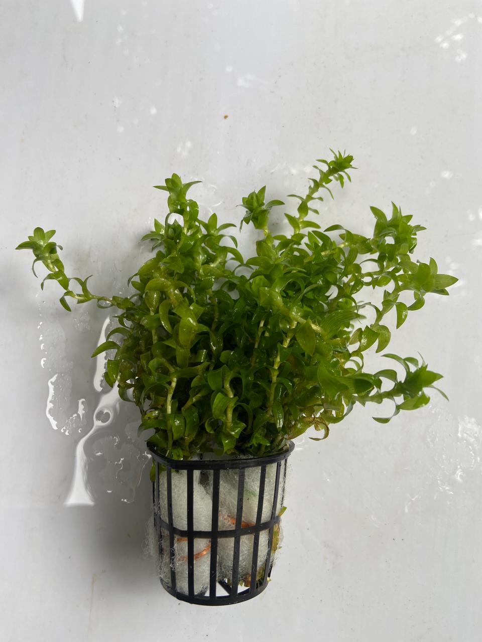 Tonina Fluviatilis
