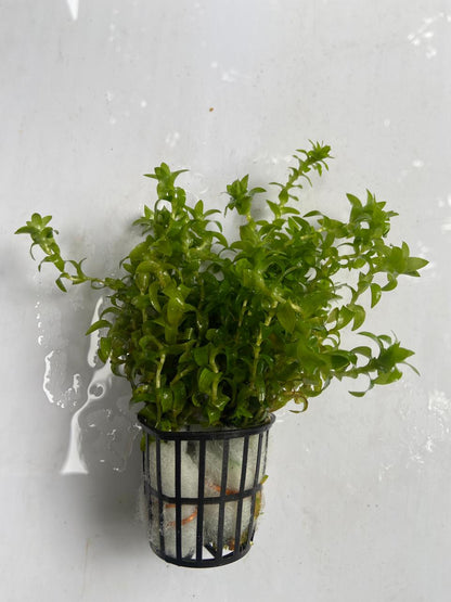 Tonina Fluviatilis