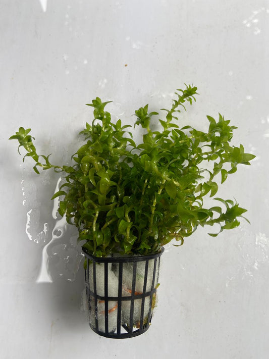 Tonina Fluviatilis