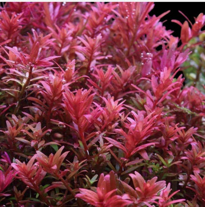 Rotala Rotundifolia Red
