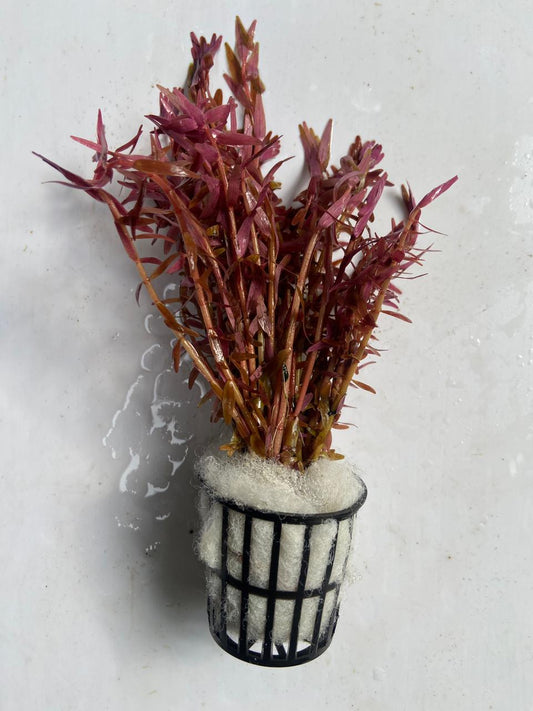 Rotala Rotundifolia Red