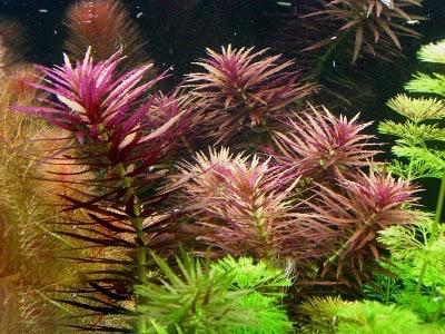 Limnophila Aromatica