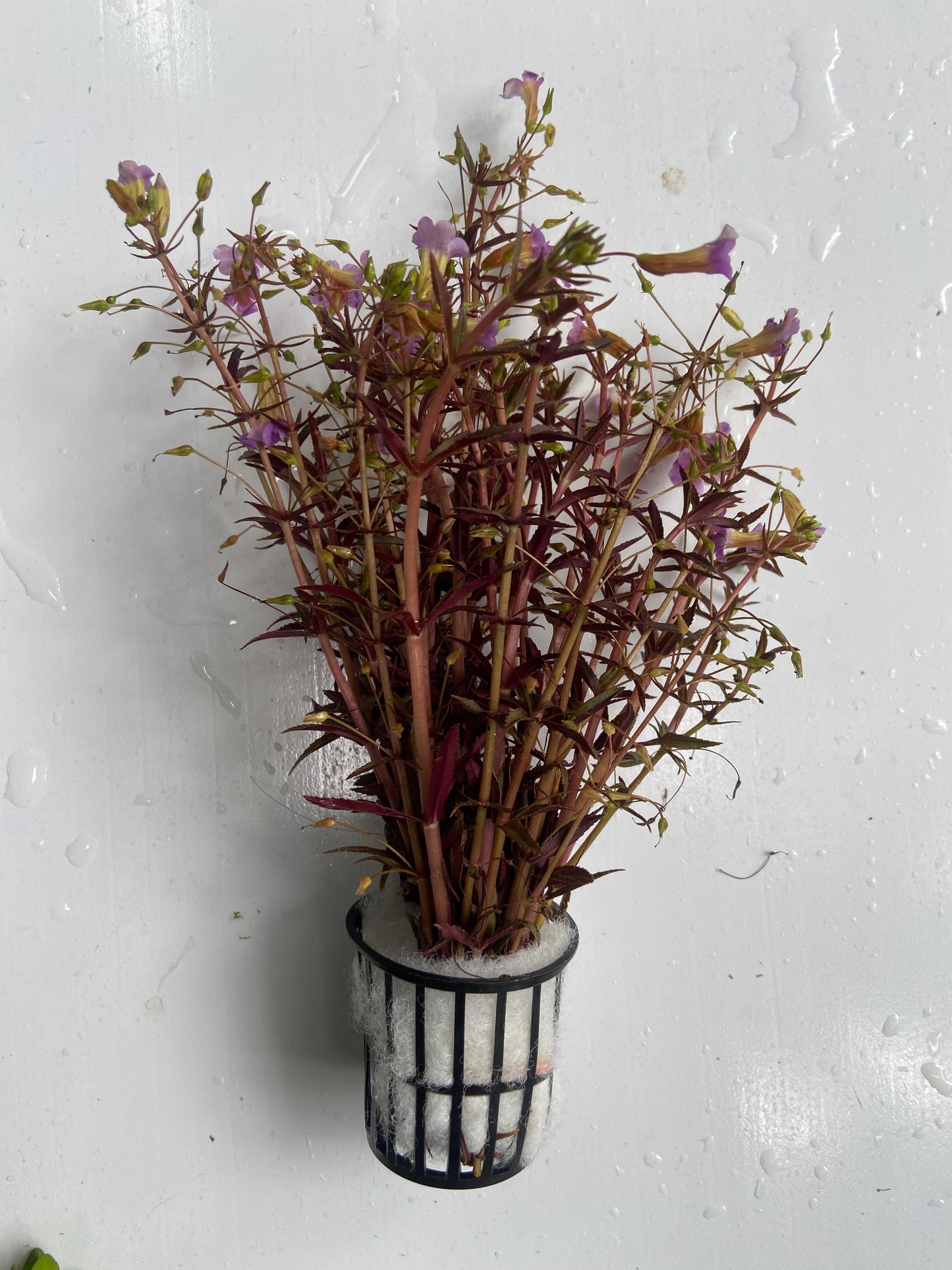 Limnophila Aromatica