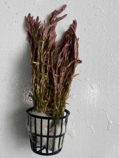 Rotala Orange Juice