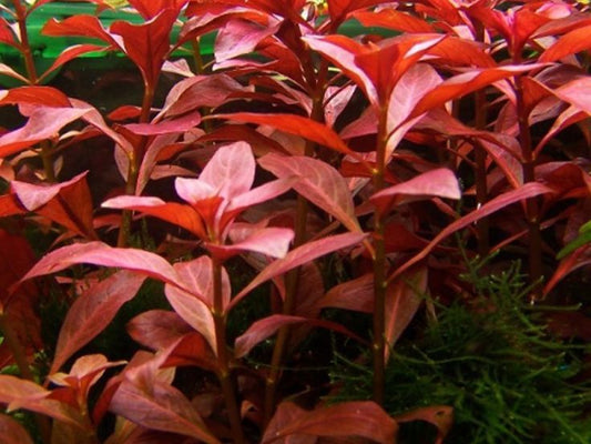 Ludwigia Palustris