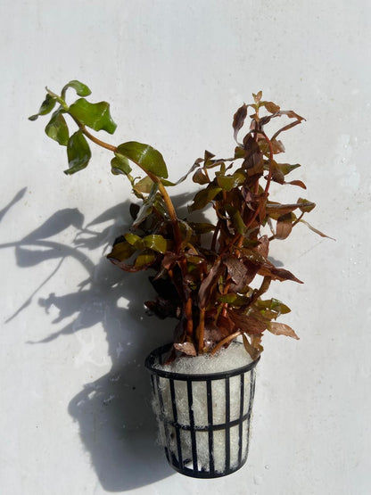 Ludwigia Palustris