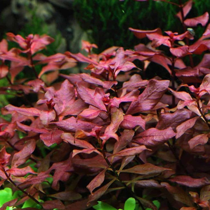Ludwigia Rubin Red