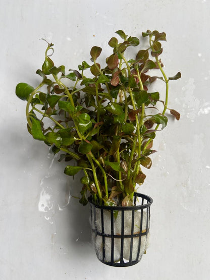 Ludwigia Rubin Red