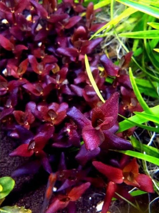Bacopa Salzmanni Purple
