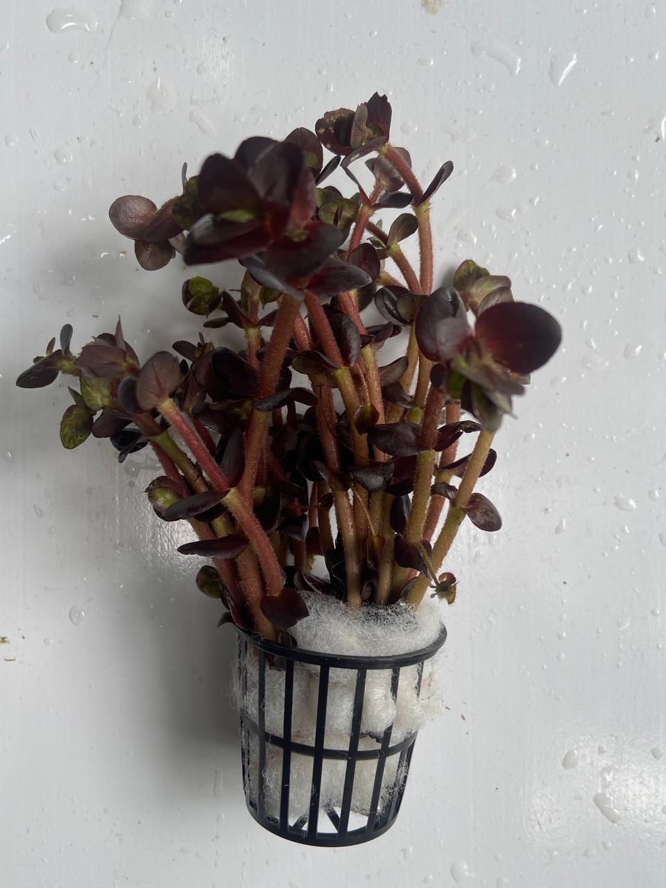Bacopa Salzmanni Purple
