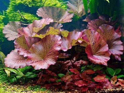 Tiger Lotus Red