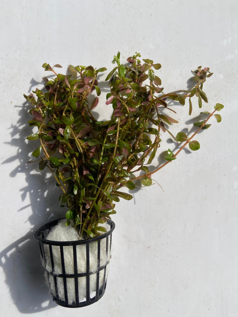 Rotala Rotundifolia Ceylon