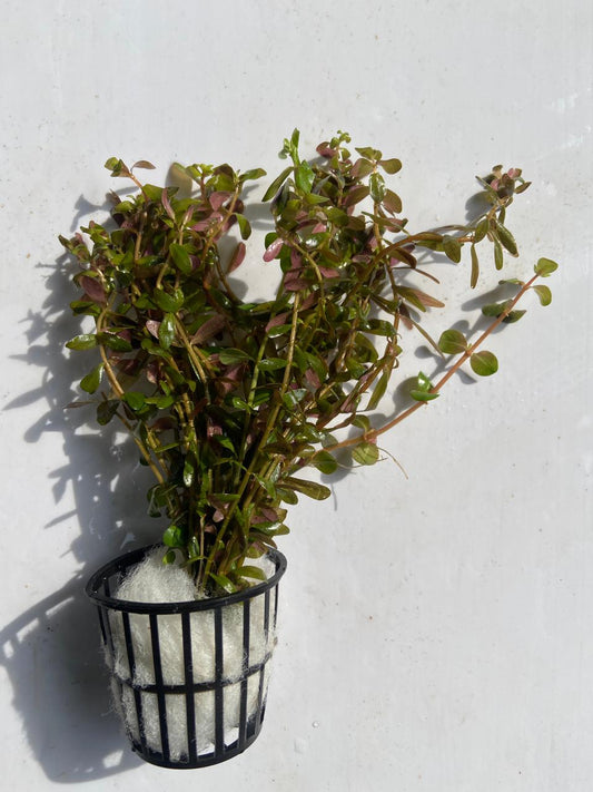 Rotala Rotundifolia Ceylon