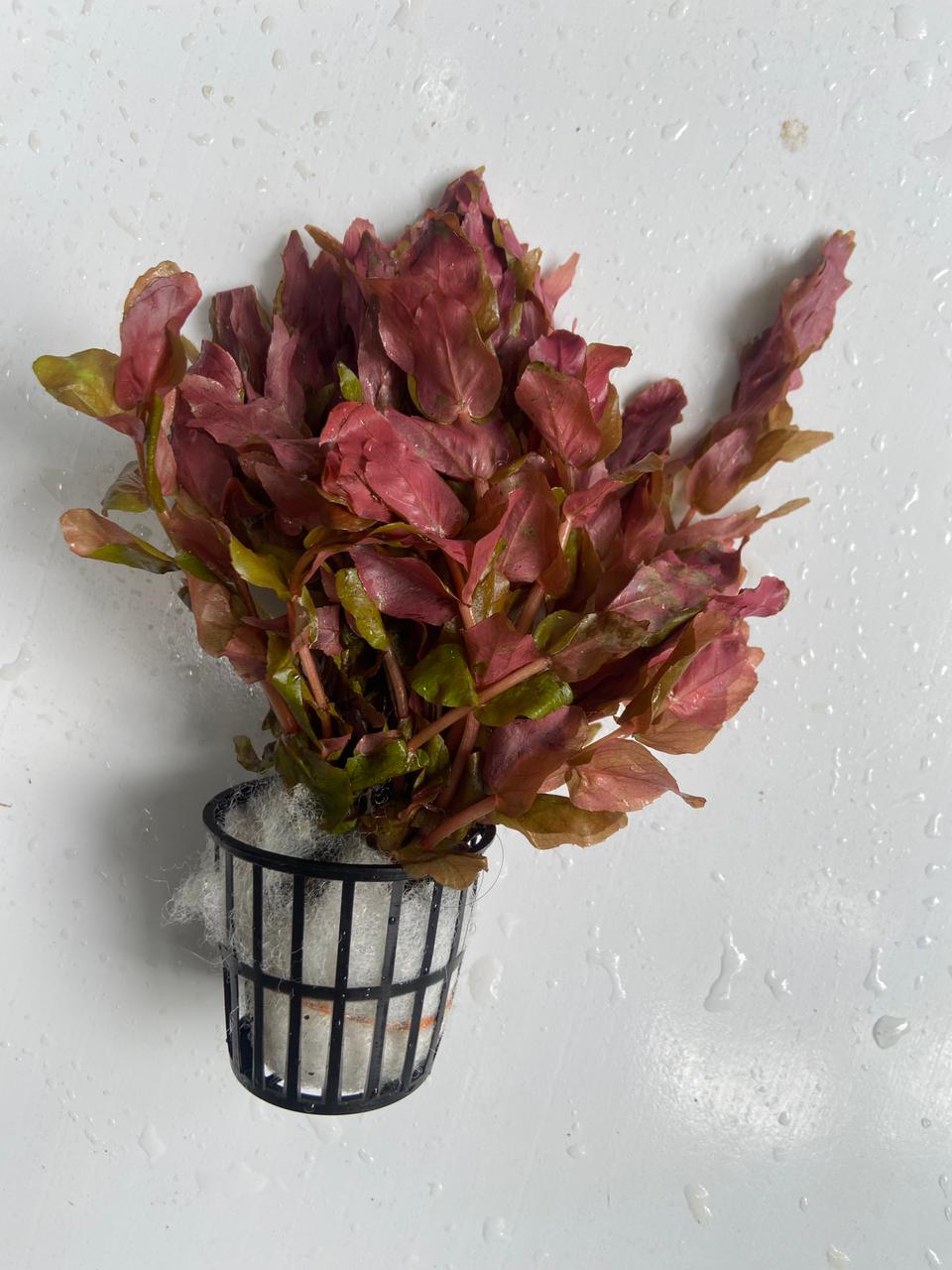 Rotala Macrandra