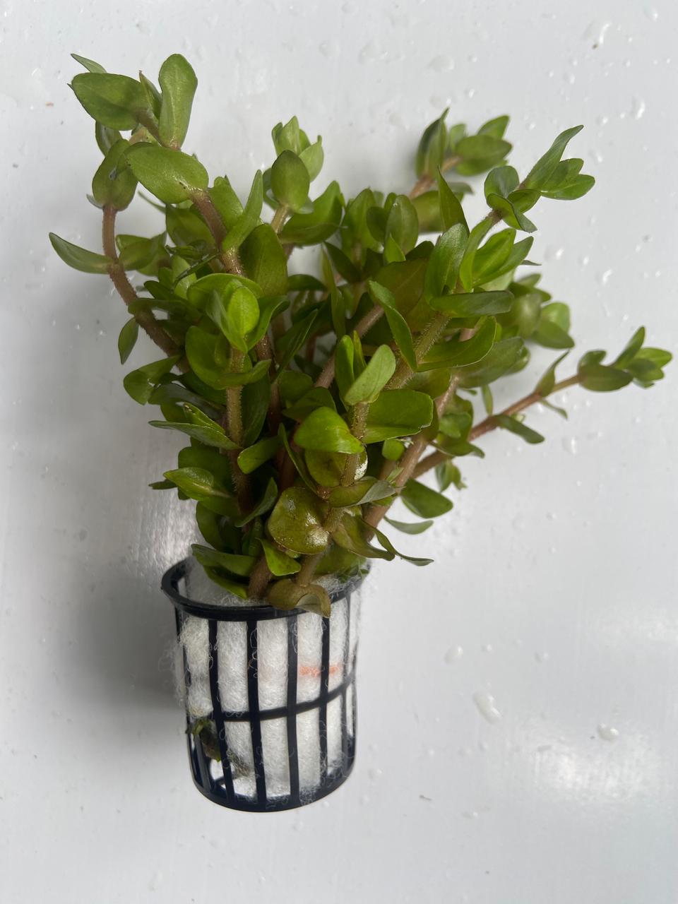 Bacopa Caroliniana