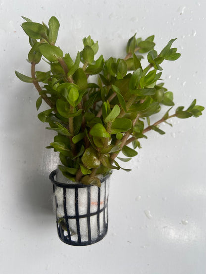 Bacopa Caroliniana
