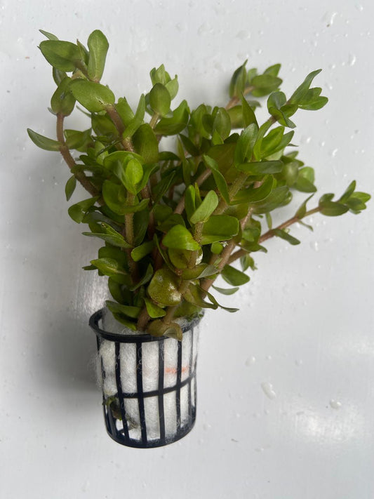 Bacopa Caroliniana