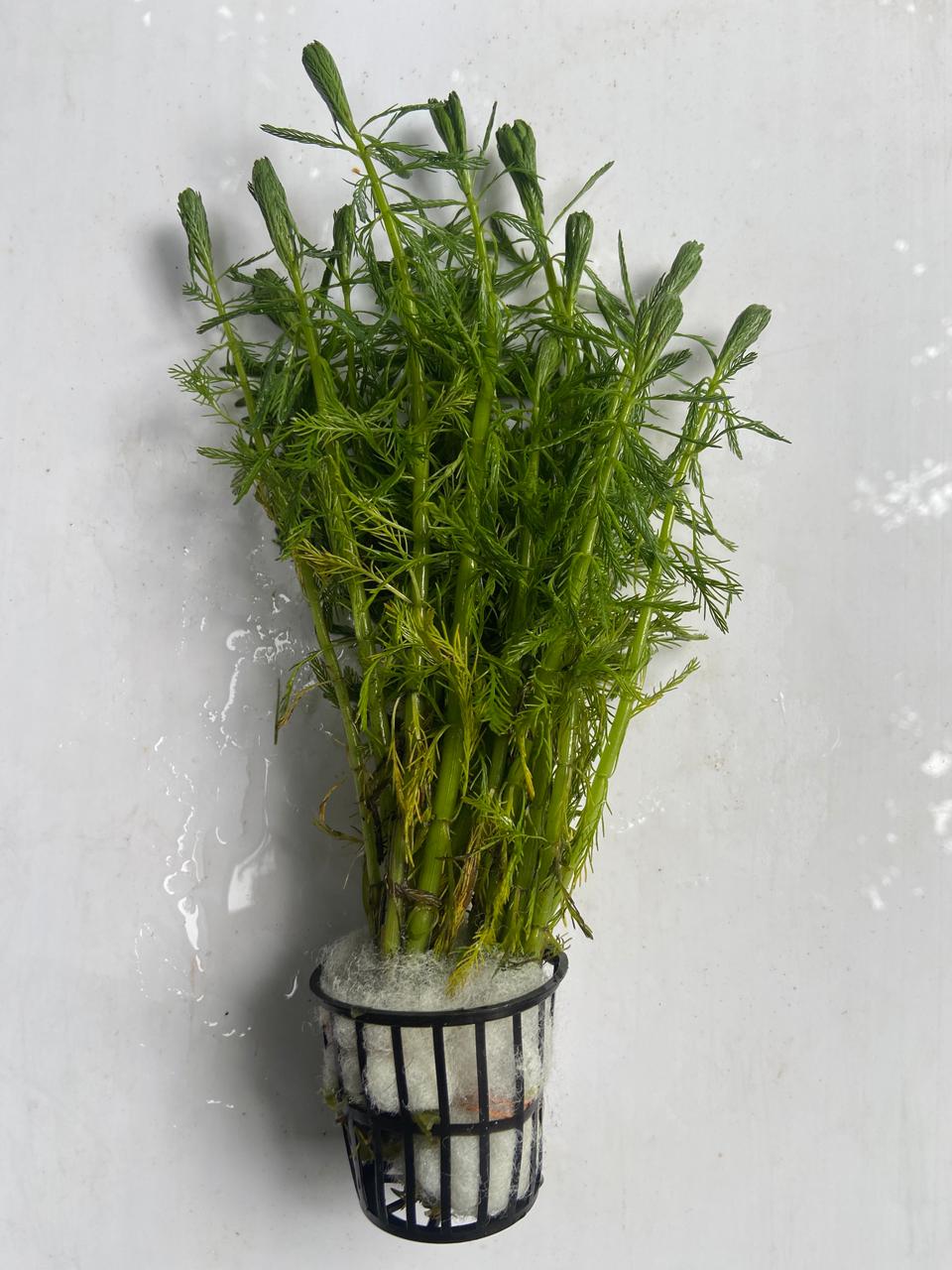 Myriophyllum Aquaticum