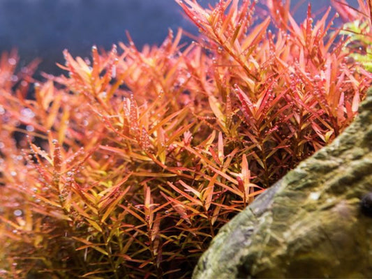 Rotala Rotundifolia H'ra