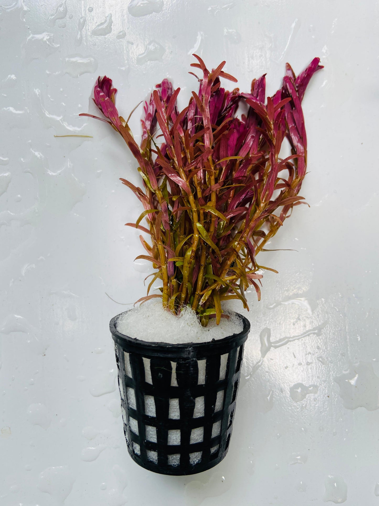 Rotala Rotundifolia H'ra