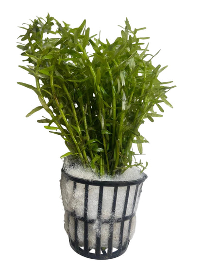 Rotala Rotundifolia Green