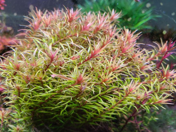 Rotala Mexicana
