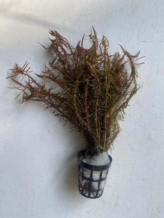 Rotala Mexicana