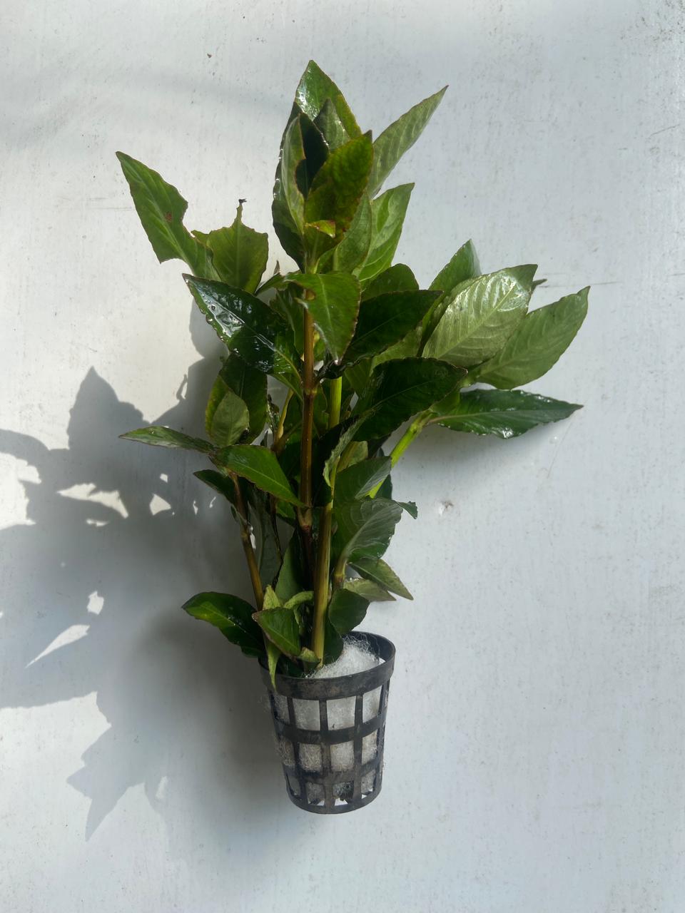 Nomaphila Stricta