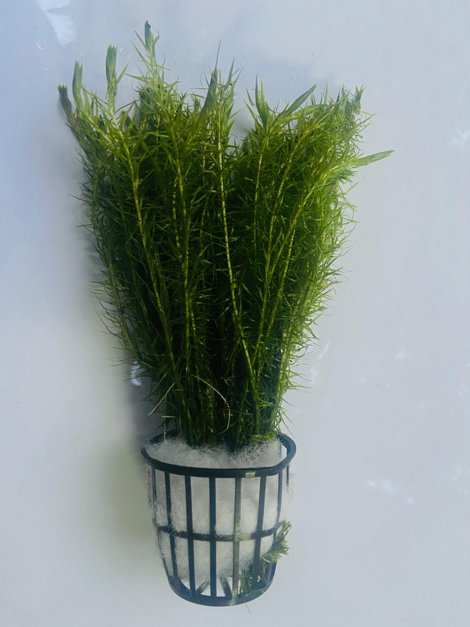 Mayaca Fluviatilis