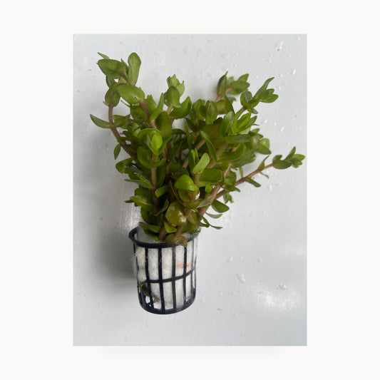 Bacopa Caroliniana – standardized square product image