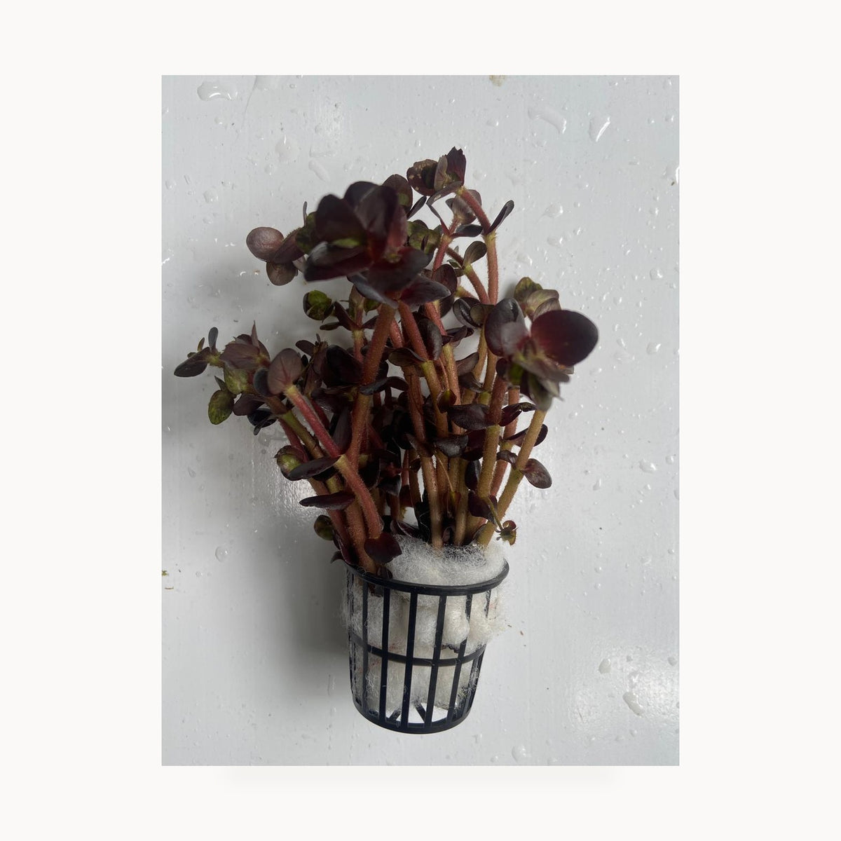 Bacopa Salzmanni Purple – standardized square product image