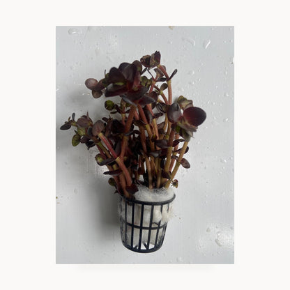Bacopa Salzmanni Purple – standardized square product image