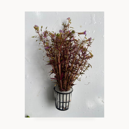 Limnophila Aromatica – standardized square product image