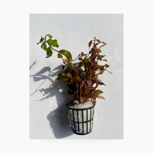 Ludwigia Palustris – standardized square product image