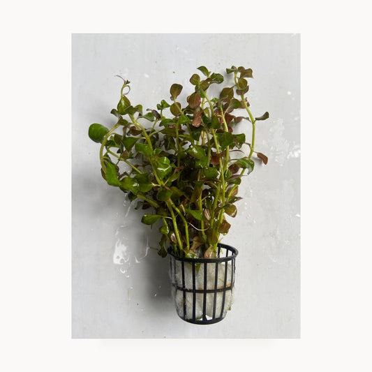 Ludwigia Rubin Red – standardized square product image