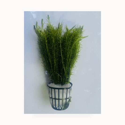 Mayaca Fluviatilis – standardized square product image